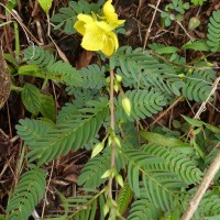 Chamaecrista kleinii (Wight & Arn.) V.Singh